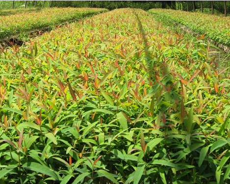 GIỐNG CÂY BẠCH ĐÀN TRẮNG