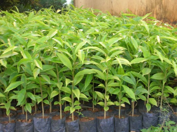  GIỐNG CÂY TRẦM HƯƠNG