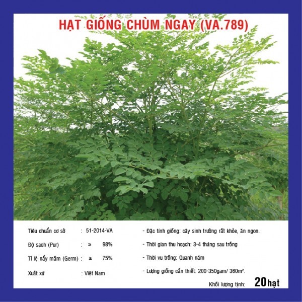 HẠT GIỐNG CHÙM NGÂY