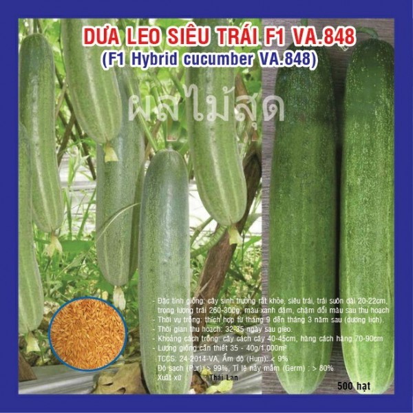 HẠT GIỐNG DƯA LEO SIÊU TRÁI F1