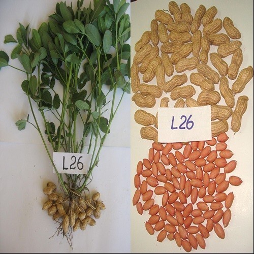 GIỐNG LẠC L26