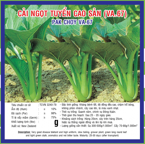 HẠT GIỐNG CẢI NGỌT TUYỂN CAO SẢN