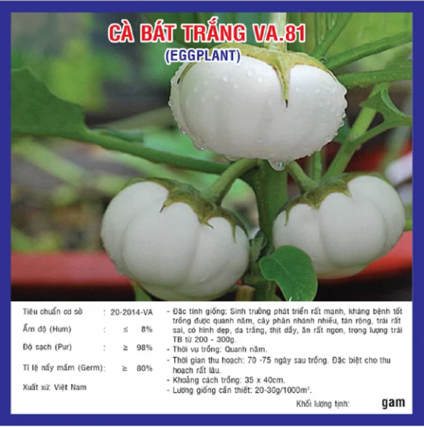 HẠT GIỐNG CÀ BÁT TRẮNG