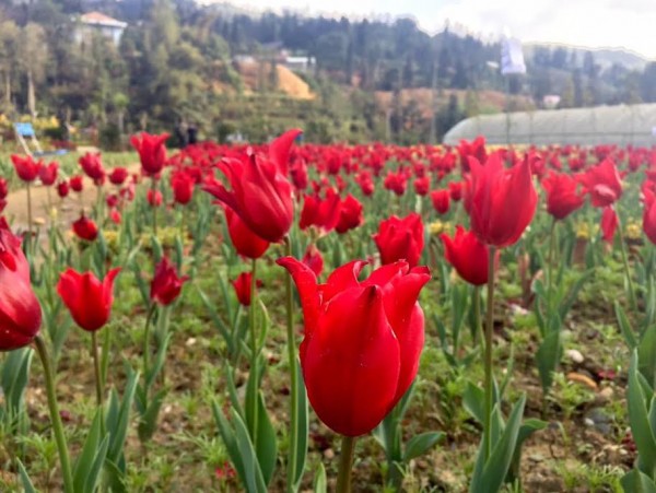 HOA TULIP BÁN TẾT 2018