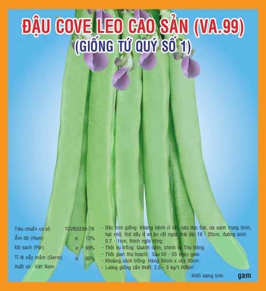 HẠT GIỐNG ĐẬU COVE LEO CAO SẢN