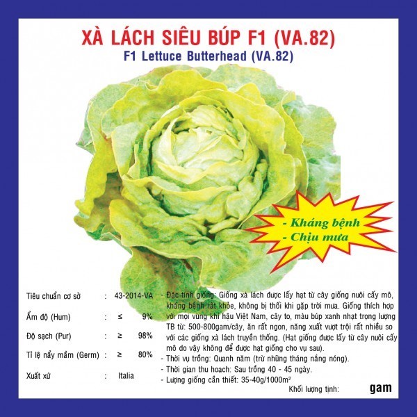 HẠT GIỐNG XÀ LÁCH SIÊU BÚP F1