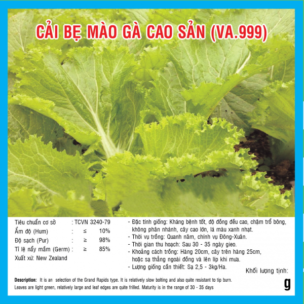 HẠT GIỐNG CẢI BẸ MÀO GÀ CAO SẢN