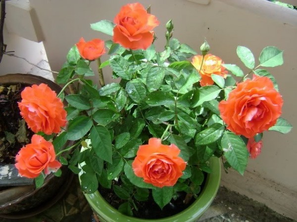 GIỐNG HOA HỒNG TỈ MUỘI
