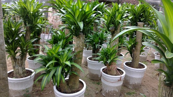 GIỐNG CÂY THIẾT MỘC LAN