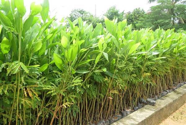 GIỐNG CÂY KEO TAI TƯỢNG