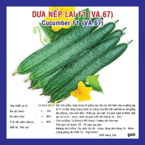 HẠT GIỐNG DƯA NẾP LAI F1