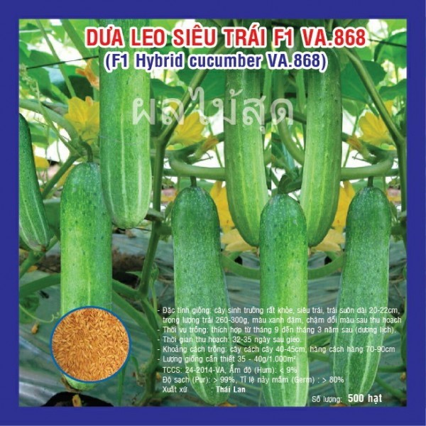 HẠT GIỐNG DƯA LEO SIÊU TRÁI F1