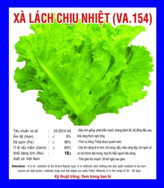 HẠT GIỐNG XÀ LÁCH CHỊU NHIỆT