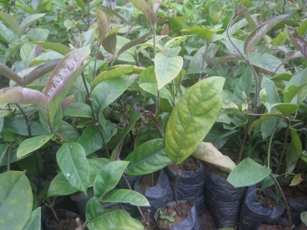 GIỐNG CÂY BA KÍCH