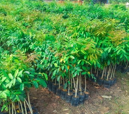 GIỐNG CÂY XÀ CỪ