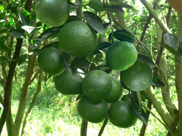 GIỐNG CÂY CAM SÀNH