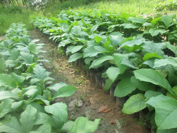 Giống cây Tếch (Giá Tỵ)