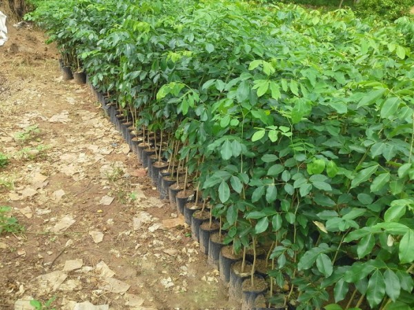 GIỐNG CÂY TRẮC ĐỎ