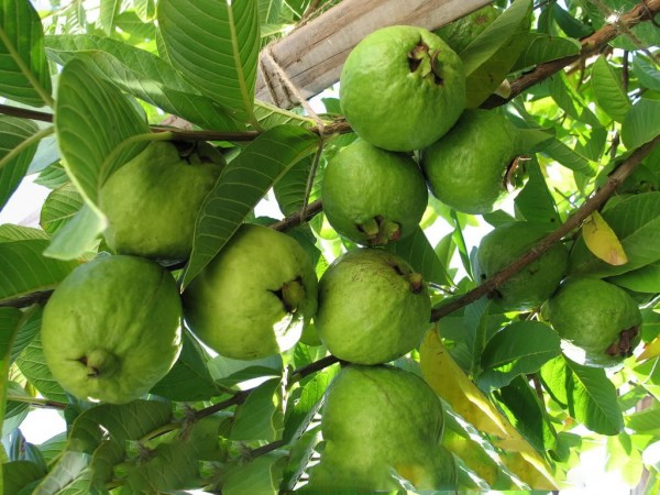 GIỐNG CÂY ỔI BỐN MÙA