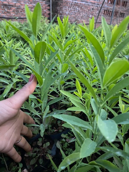 GIỐNG CÂY ĐÀN HƯƠNG