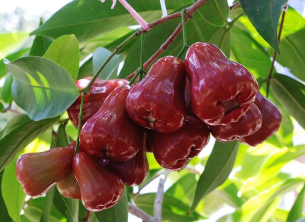 GIỐNG CÂY ROI ĐỎ