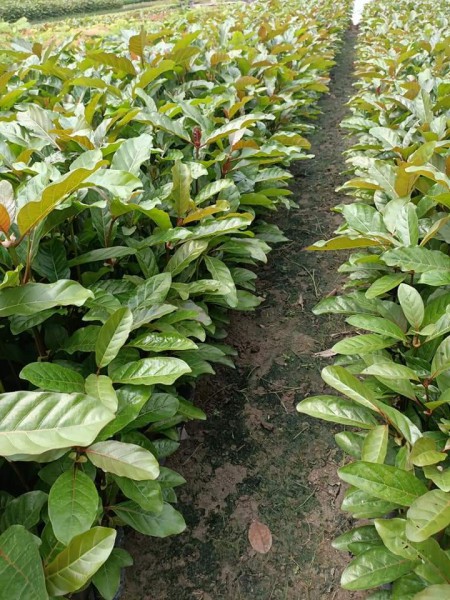 GIỐNG CÂY GÁO VÀNG