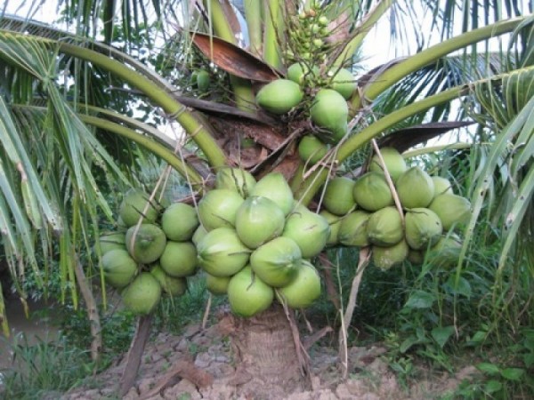 GIỐNG DỪA XIÊM LÙN