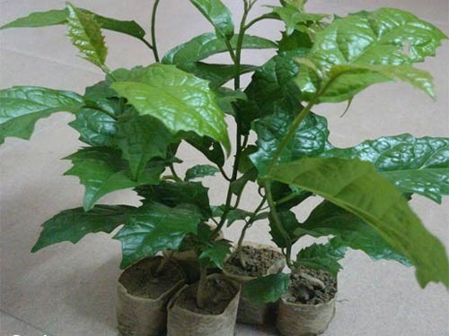 GIỐNG CÂY XẠ ĐEN