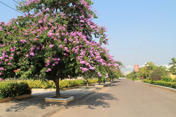 CÂY BAN HOÀNG HẬU