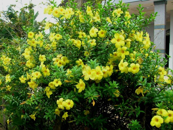 CÂY HOA HUỲNH ANH