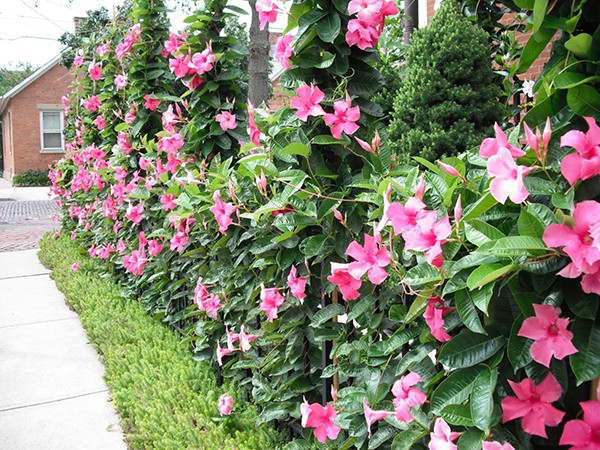 CÂY HOA HỒNG ANH